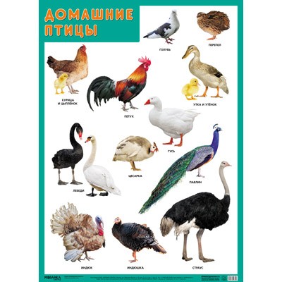 Плакат 978-5-43151-632-0 Домашние птицы