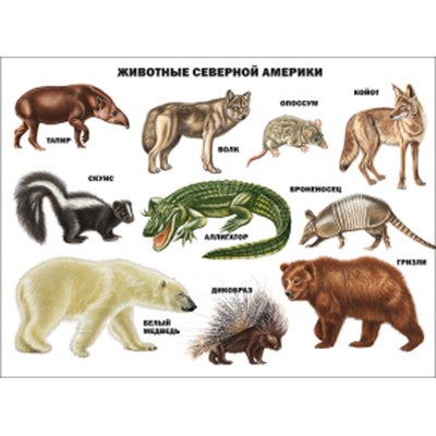 Плакат Животные Северной Америки 978-5-378-07781-6