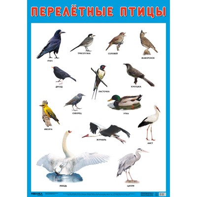 Плакат 978-5-43151-636-8 Перелетные птицы