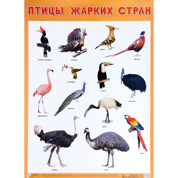 Плакат 978-5-43151-942-0 Птицы жарких стран