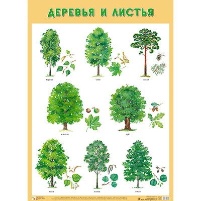 Плакат 978-5-43151-676-4 Деревья и листья