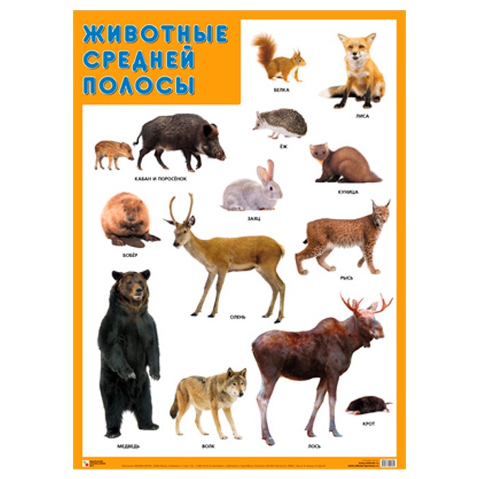 Плакат 978-5-43151-940-6 Животные средней полосы
