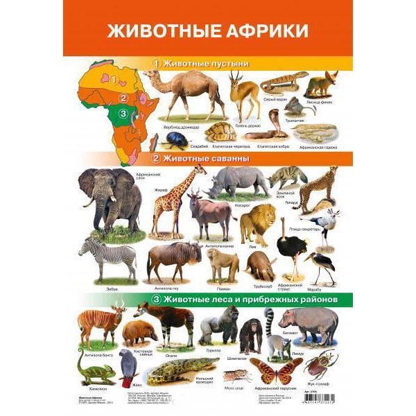 Плакат Животные Африки 2705.